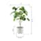 Flora Bunda® 17.5" Green Pilea in Footed White Ceramic Planter